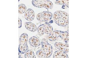 Immunohistochemical analysis of paraffin-embedded human placenta tissue using A performed on the Leica® BOND RXm. (EHD2 antibody  (C-Term))