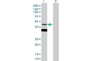 Western Blot analysis of FDPS expression in transfected 293T cell line by FDPS MaxPab polyclonal antibody.