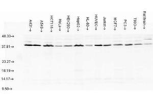 Western blot analysis of multiple Cell line lysates showing detection of AHA1 protein using Rabbit Anti-AHA1 Polyclonal Antibody . (AHSA1 antibody  (PE))