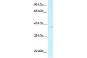 Image no. 1 for anti-AE Binding Protein 2 (AEBP2) (C-Term) antibody (ABIN6747760) (AEBP2 antibody  (C-Term))