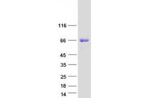 Validation with Western Blot (Epsin 2 Protein (EPN2) (Transcript Variant 1) (Myc-DYKDDDDK Tag))