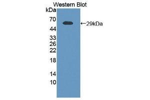 Western Blotting (WB) image for anti-Nicotinamide phosphoribosyltransferase (NAMPT) (AA 1-491) antibody (ABIN1863297)