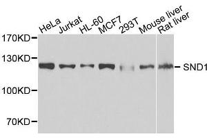 Western blot analysis of extracts of various cell lines, using SND1 antibody. (SND1 antibody  (AA 26-285))