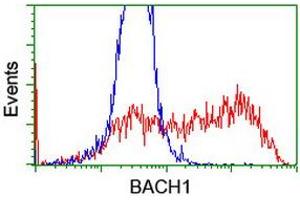 HEK293T cells transfected with either RC221628 overexpress plasmid (Red) or empty vector control plasmid (Blue) were immunostained by anti-BACH1 antibody (ABIN2455676), and then analyzed by flow cytometry. (BACH1 antibody)