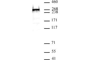 BAZ2A antibody (pAb) tested by Western blot.