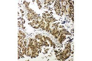 Immunohistochemistry (IHC) image for anti-Nuclear Respiratory Factor 1 (NRF1) (AA 272-288), (Middle Region) antibody (ABIN3044020)