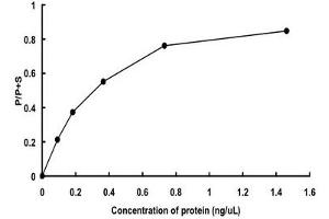 FLT1 Protein (AA 781-1338) (GST tag)