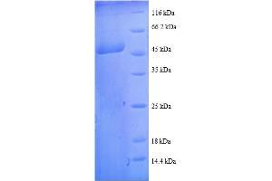 SDS-PAGE (SDS) image for Peptidoglycan Recognition Protein 2 (PGLYRP2) (AA 2-201) protein (GST tag) (ABIN5712087) (PGLYRP2 Protein (AA 2-201) (GST tag))