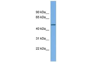 WB Suggested Anti-LIPI Antibody Titration:  0. (Lipase I antibody  (Middle Region))