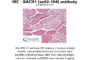 Image no. 1 for anti-BTB and CNC Homology 1, Basic Leucine Zipper Transcription Factor 1 (BACH1) (AA 92-104) antibody (ABIN1732181)