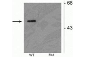 Western blot of HEK293 cells transfected with Parkin wild type (WT) and Parkin S378 mutant(Mut) showing the specific immunolabeling of the ~52 kDa parkin protein phosphorylated at Ser378. (Parkin antibody  (pSer378))