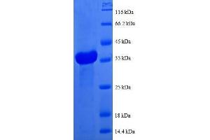 Cytochrome C Oxidase Subunit VIb Polypeptide 1 (Ubiquitous) (COX6B1) (AA 1-86), (full length) protein (GST tag)