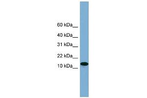 WB Suggested Anti-H2AFX Antibody Titration: 0. (H2AFX antibody  (Middle Region))