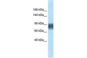 Image no. 1 for anti-Advillin (AVIL) (AA 184-233) antibody (ABIN6747413) (Advillin antibody  (AA 184-233))