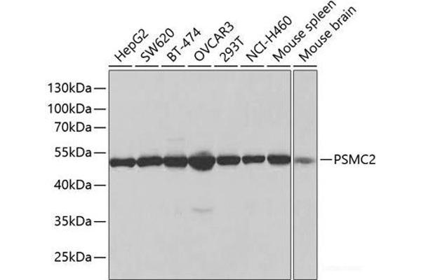 PSMC2 antibody