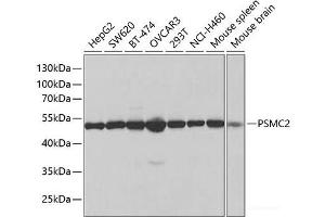 Western blot analysis of extracts of various cell lines using PSMC2 Polyclonal Antibody at dilution of 1:1000. (PSMC2 antibody)