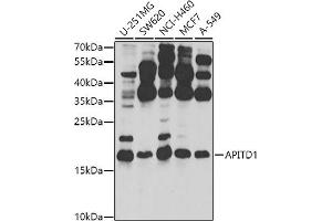 Western blot analysis of extracts of various cell lines, using  antibody (ABIN6132149, ABIN6136987, ABIN6136988 and ABIN6224308) at 1:1000 dilution. (APITD1 antibody  (AA 1-138))