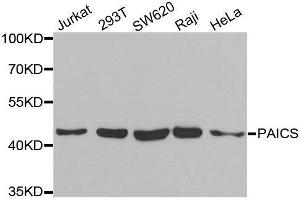 Western blot analysis of extracts of various cell lines, using PAICS antibody. (PAICS antibody  (AA 176-425))