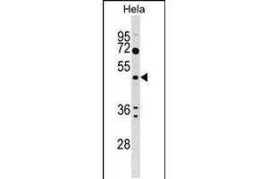 Western blot analysis in Hela cell line lysates (35ug/lane). (ALG2 antibody  (AA 254-282))