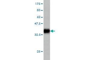 Western Blot detection against Immunogen (35. (GRID1 antibody  (AA 349-441))