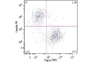 B lymphocytes (CD19 +) in a dot-plot Lambda PE vs. (kappa Light Chain antibody)