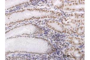 Image no. 1 for anti-Oxidative-Stress Responsive 1 (OXSR1) (AA 351-450) antibody (ABIN599104) (OXSR1 antibody  (AA 351-450))