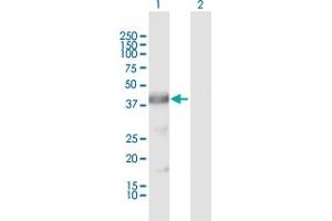 Western Blot analysis of ARG2 expression in transfected 293T cell line by ARG2 MaxPab polyclonal antibody. (ARG2 antibody  (AA 1-354))