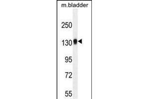 TDRD7 Antibody (C-term) (ABIN654935 and ABIN2844578) western blot analysis in mouse bladder tissue lysates (35 μg/lane). (TDRD7 antibody  (C-Term))