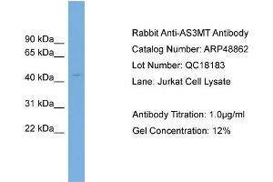 WB Suggested Anti-AS3MT  Antibody Titration: 0.