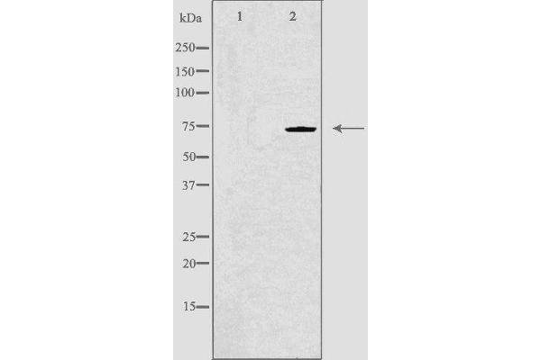 SLC9A6 antibody  (C-Term)