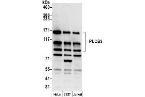 anti-phospholipase C, beta 3 (Phosphatidylinositol-Specific) (PLCB3) (AA 525-575) antibody