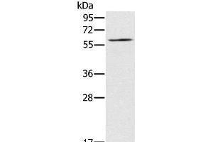 Western Blot analysis of NIH/3T3 cell using RELB Polyclonal Antibody at dilution of 1:200 (RELB antibody)