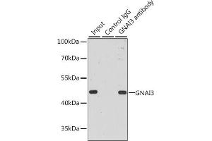 Immunoprecipitation (IP) image for anti-Guanine Nucleotide Binding Protein (G Protein), alpha Inhibiting Activity Polypeptide 3 (GNAI3) (AA 1-354) antibody (ABIN6141204)