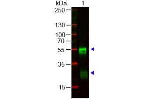 Western Blotting (WB) image for Goat anti-Rabbit IgG (Heavy & Light Chain) antibody (ABIN102001)