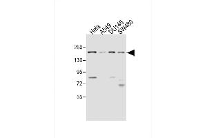 All lanes : Anti-MED14 Antibody (Center) at 1:4000 dilution Lane 1: Hela whole cell lysate Lane 2: A549 whole cell lysate Lane 3: D whole cell lysate Lane 4: S whole cell lysate Lysates/proteins at 20 μg per lane. (MED14 antibody  (AA 586-615))