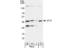 anti-Ubiquitin Fusion Degradation Protein 1 Homolog (UFD1L) (AA 257-307) antibody