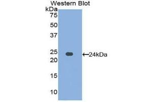 Western Blotting (WB) image for anti-Afamin (AFM) (AA 211-403) antibody (ABIN1857930)