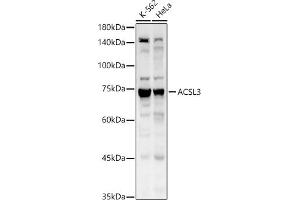 Western blot analysis of extracts of various cell lines, using  antibody (ABIN6129863, ABIN6136456, ABIN6136457 and ABIN6215371) at 1:1530 dilution. (Acsl3 antibody  (AA 42-300))