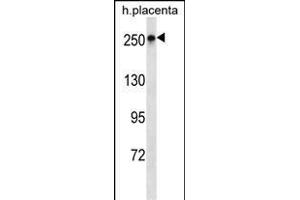 SCRIB Antibody (N-term) (ABIN1539341 and ABIN2850259) western blot analysis in human placenta tissue lysates (35 μg/lane). (SCRIB antibody  (N-Term))