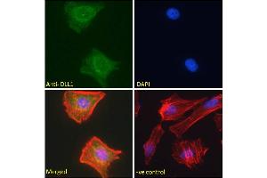 ABIN361190 Immunofluorescence analysis of paraformaldehyde fixed HeLa cells, permeabilized with 0. (DLL1 antibody  (Internal Region))
