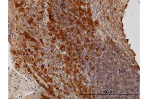 Immunoperoxidase of monoclonal antibody to BAG1 on formalin-fixed paraffin-embedded human tonsil. (BAG1 antibody  (AA 241-345))