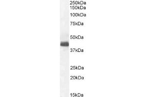 Western Blotting (WB) image for anti-WNT1 Inducible Signaling Pathway Protein 1 (WISP1) (C-Term) antibody (ABIN238610)