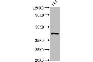 Western Blot Positive WB detected in: U87 whole cell lysate All lanes: PRKAR1A antibody at 1. (Recombinant PRKAR1A antibody)
