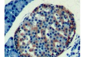 Detection of CLU in Rat Pancreas Tissue using Monoclonal Antibody to Clusterin (CLU) (Clusterin antibody  (AA 227-447))