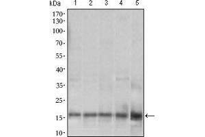 Western blot analysis using MRPL42 mouse mAb against HL7702 (1), SMMC-7721 (2), HEK293 (3) , HeLa (4) and Raji (5) cell lysate.
