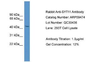 WB Suggested Anti-SYT11  Antibody Titration: 0. (SYT11 antibody  (N-Term))