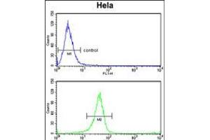 Flow cytometry analysis of Hela cells (bottom histogram) compared to a negative control cell (top histogram). (Tetraspanin 6 antibody  (C-Term))