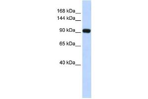 Western Blotting (WB) image for anti-MDS1 and EVI1 Complex Locus (MECOM) antibody (ABIN2460071) (MECOM antibody)