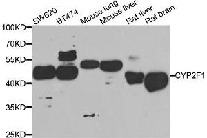 Western blot analysis of extracts of various cell lines, using CYP2F1 antibody (ABIN5974739) at 1/1000 dilution. (CYP2F1 antibody)
