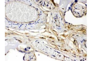 FGF1 was detected in paraffin-embedded sections of human placenta tissues using rabbit anti- FGF1 Antigen Affinity purified polyclonal antibody (Catalog # ) at 1 µg/mL. (FGF1 antibody  (AA 16-155))